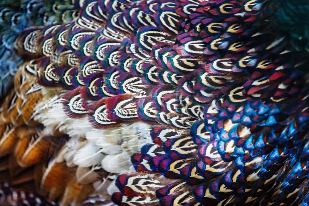 Plumassier d’Art